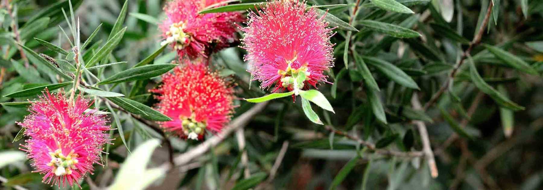 How to prune <em>Callistemon</em>?