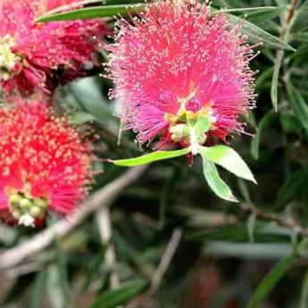 How to prune <em>Callistemon</em>?