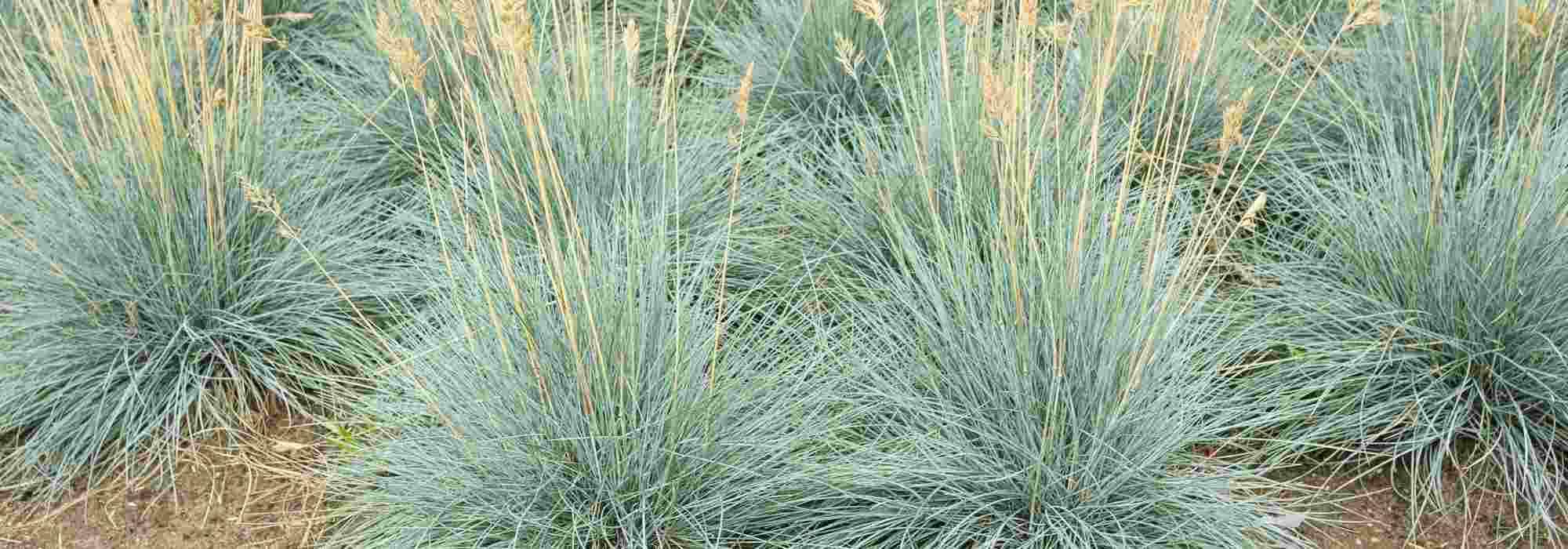 Fescue: planting, maintenance