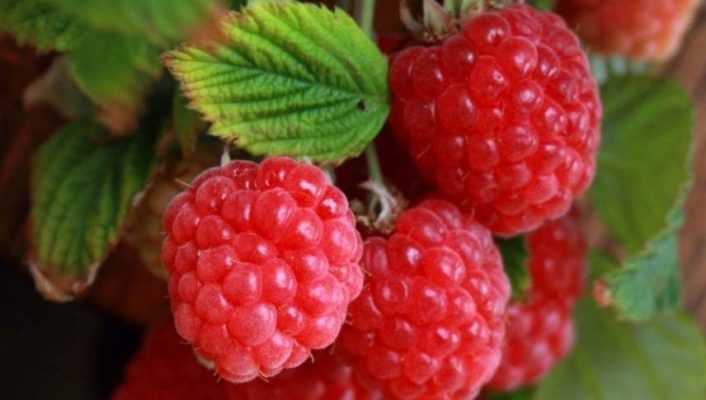 How to propagate raspberry plants?