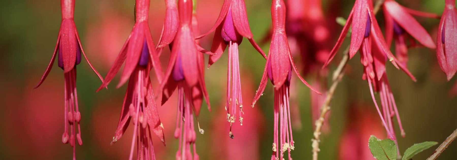 <em>Fuchsia</em>: 6 hardiest species and varieties