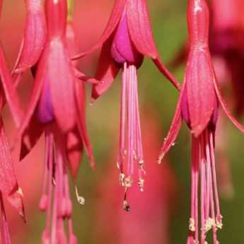 <em>Fuchsia</em>: 6 hardiest species and varieties