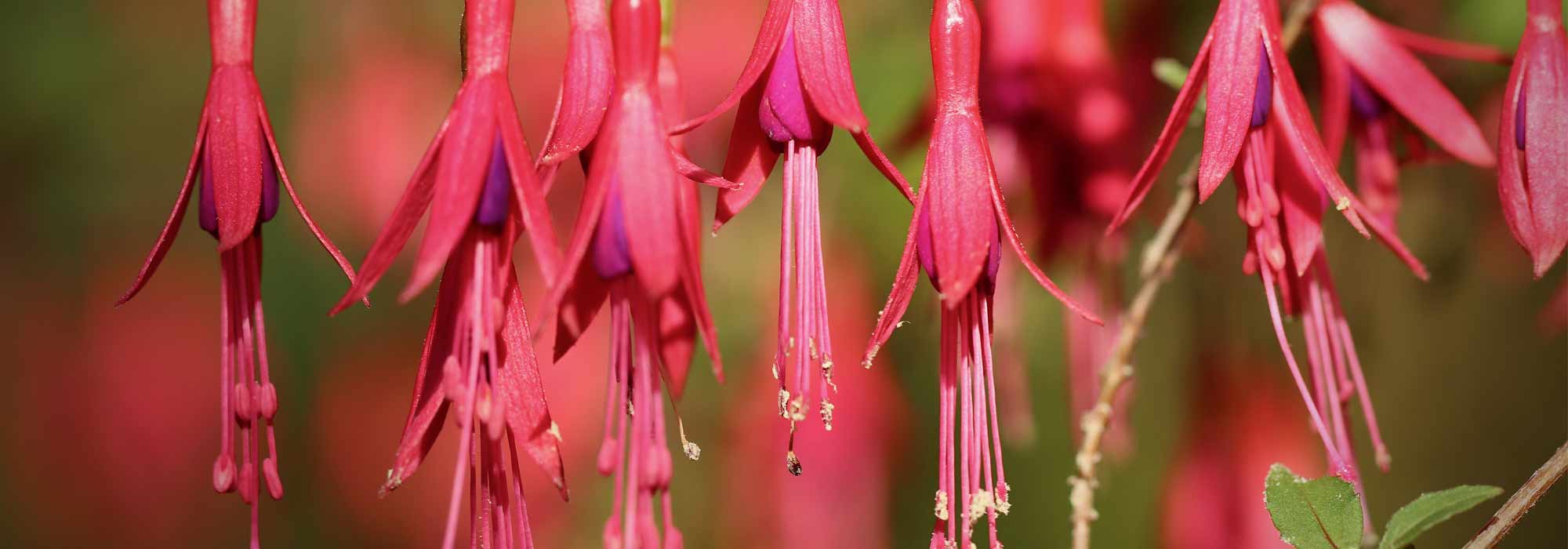 <em>Fuchsia</em>: 6 hardiest species and varieties