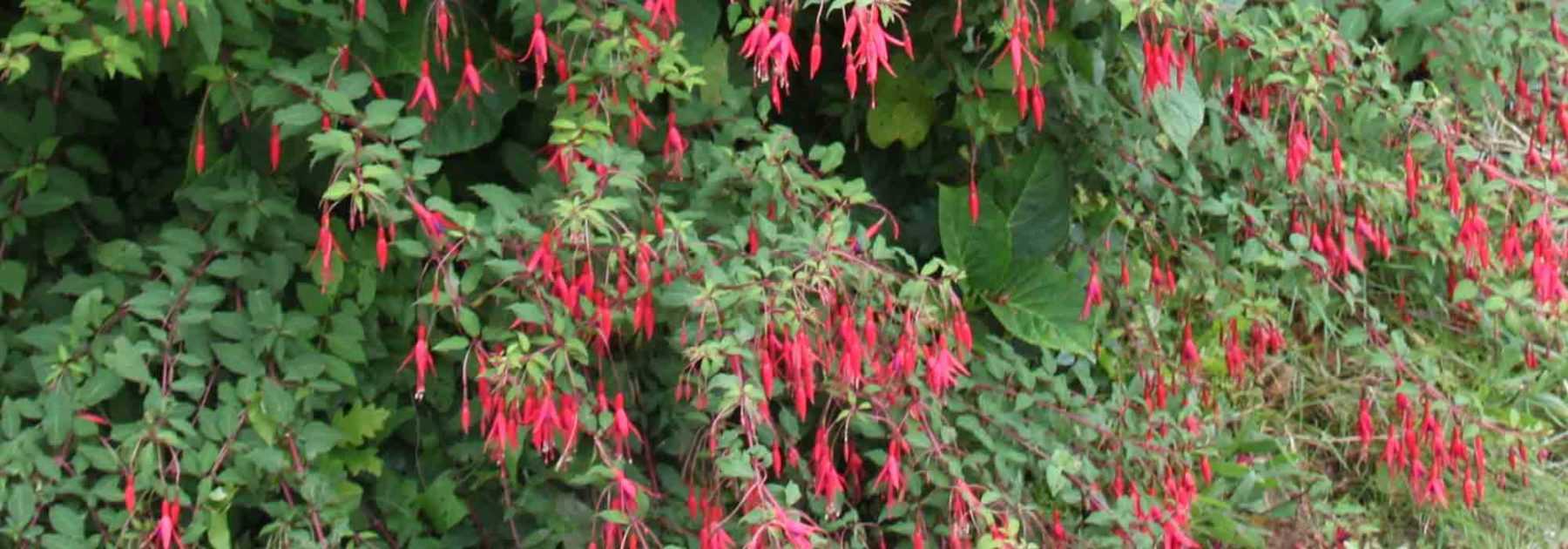 <em>Fuchsia</em>: how to overwinter?