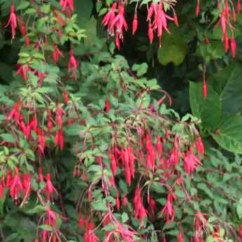 <em>Fuchsia</em>: how to overwinter?