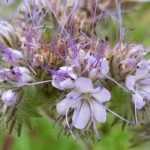 Phacelia: sow, grow