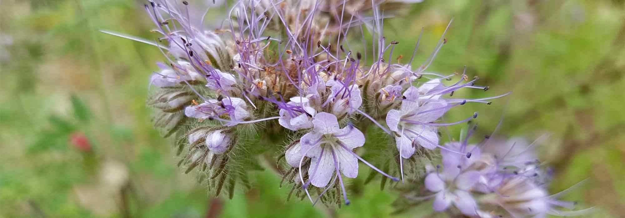 Phacelia: sow, grow