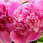Herbaceous peony: most beautiful varieties