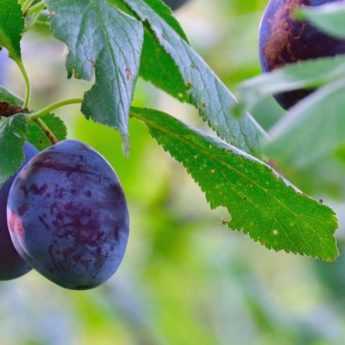 Plum and mirabelle plum trees: best varieties