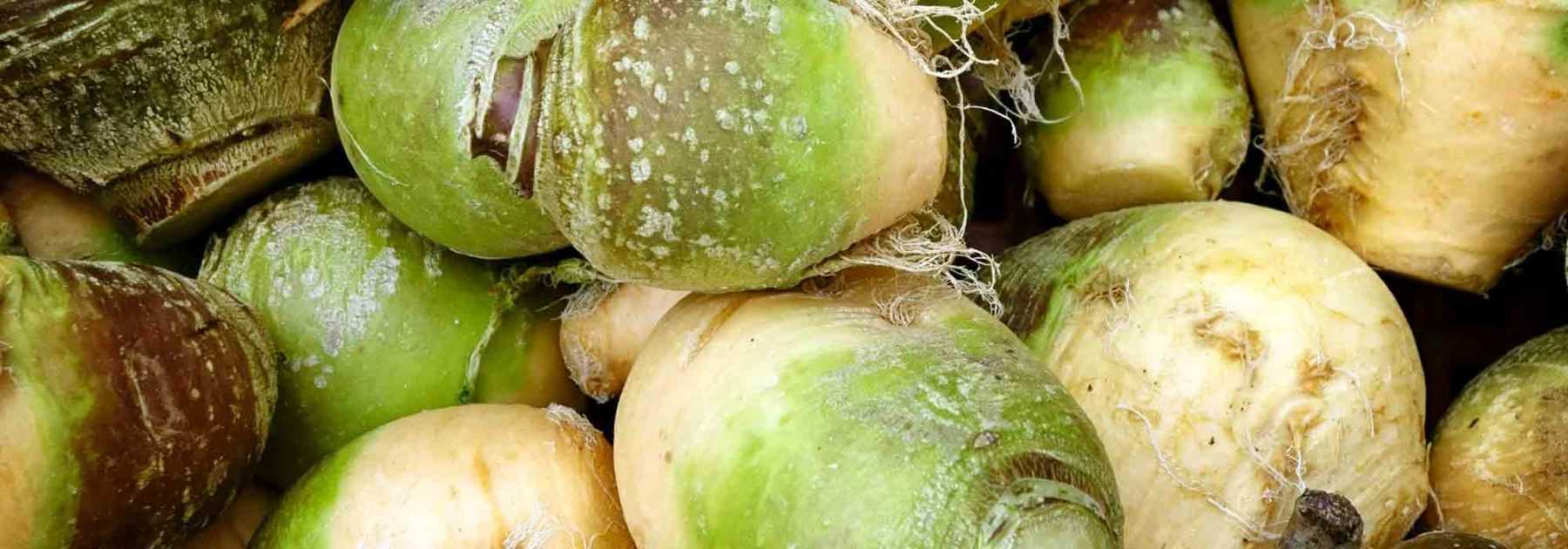 Swede: sowing, cultivation, harvest
