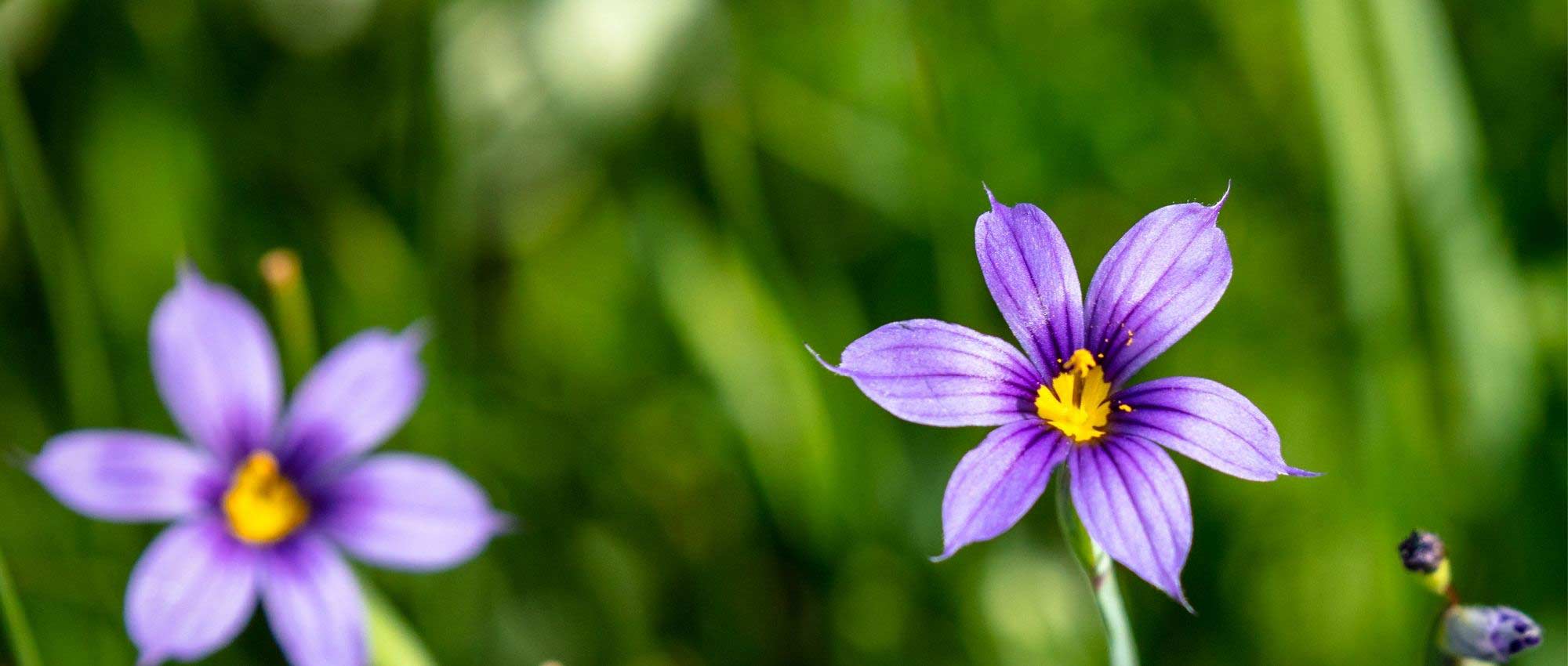 Sisyrinchium, Bermudiana: planting, growing, and caring for