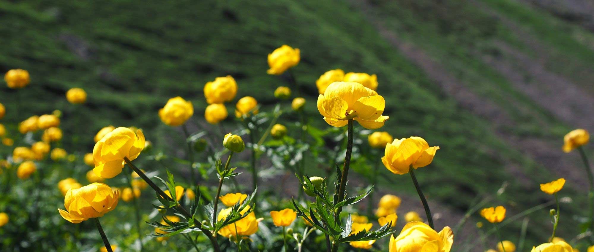Trollius: planting, growing, and maintaining