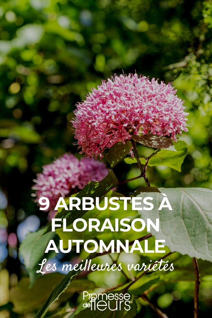 Autumn Flowering Bushes: Best Varieties 9 Bushes with Autumn Flowering
