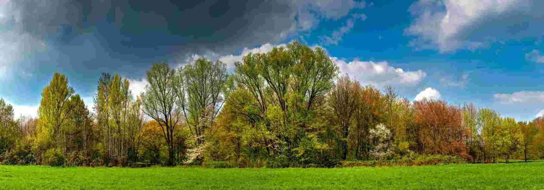 How and why to create a windbreak hedge?