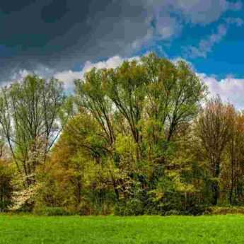 How and why to create a windbreak hedge?