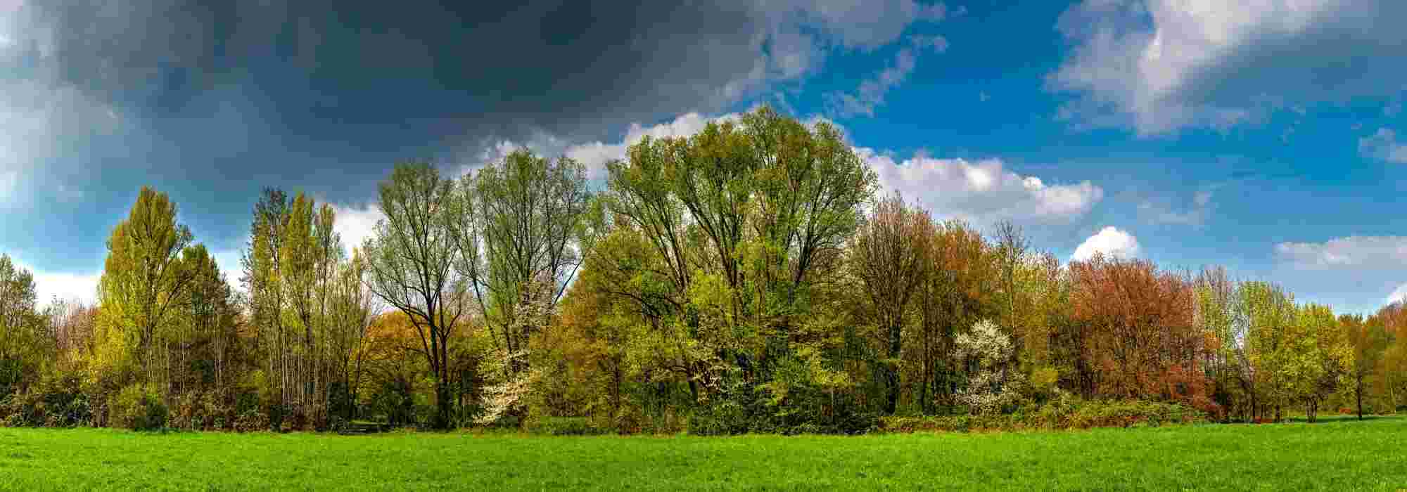 How and why to create a windbreak hedge?
