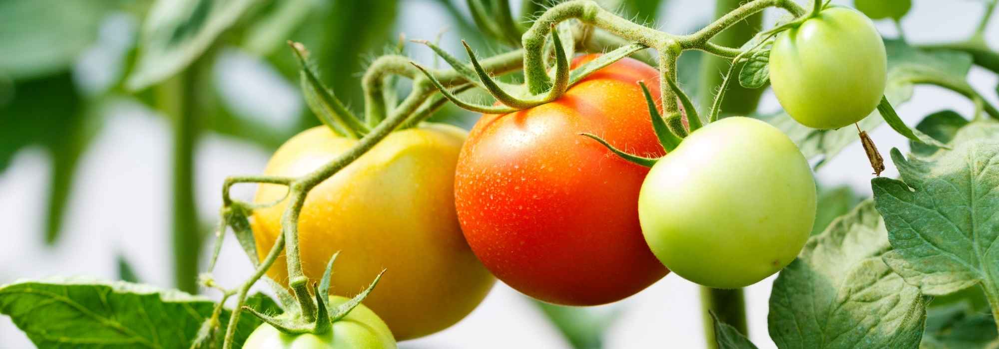 How to successfully grow tomatoes in upside-down bottles? - tutorial