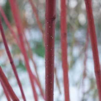 12 Dogwoods with decorative wood: reliable choices