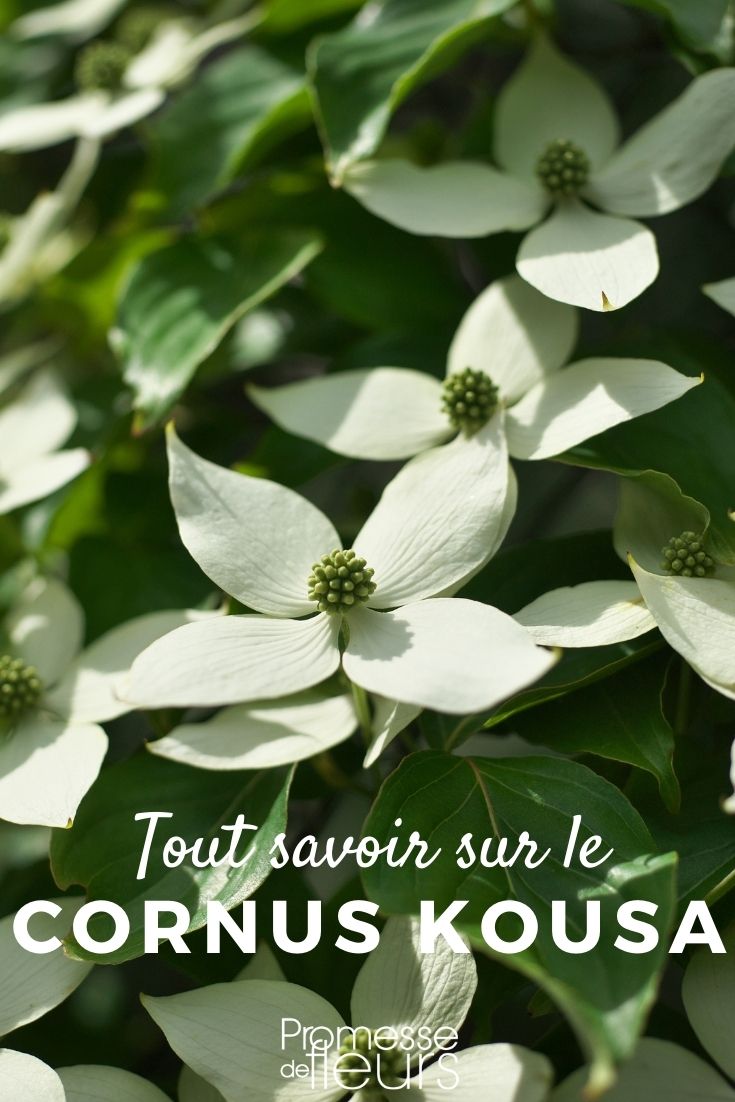Cornus kousa - Everything You Need to Know ### Everything You Need to Know About Cornus Kousa
Cornus kousa, commonly known as the kousa dogwood, is a small, deciduous tree that adds a stunning visual appeal to any garden. Originating from East Asia, including Japan, Korea, and China, this tree is celebrated for its unique structure and the beauty it brings throughout the seasons.
#### Characteristics of Cornus Kousa
The kousa dogwood typically grows to a height of about 8-12 meters and spreads outwards with a similar dimension. Its leaves are oval-shaped and turn a vibrant red in autumn, providing a striking contrast to its environment. One of the most distinctive features of Cornus kousa is its exfoliating bark, which peels back to reveal mottled shades of gray and brown, adding texture and interest to the winter landscape.
#### Flowering and Fruiting
Spring brings a spectacular display of flowers, which are actually bracts that surround the small, inconspicuous central flowers. These bracts start out green and gradually turn to a brilliant white or sometimes pink, lasting several weeks. Following the flowering period, the tree produces berry-like fruits that are a deep red. These fruits are not only attractive but are also edible, with a taste similar to strawberries.
#### Planting and Care
Cornus kousa thrives in a sunny to partially shaded location with well-drained soil. It is relatively low maintenance but does benefit from mulching and regular watering during dry periods. This tree is also notably resistant to many of the diseases that commonly affect other dogwoods, making it a robust choice for gardeners.
#### Landscape Uses
With its year-round beauty, Cornus kousa is an excellent choice for a focal point in the landscape. It can be used in mixed borders, as a specimen tree, or even in woodland gardens. Its horizontal branching pattern also makes it ideal for providing shade and its attractive flowers, bark, and fruits ensure that it remains interesting throughout the year.
Whether you are a seasoned gardener or a beginner, incorporating a Cornus kousa into your garden can transform your outdoor space into a vibrant and dynamic environment. Its ease of care, resistance to disease, and stunning seasonal changes make it a valuable addition to any garden.