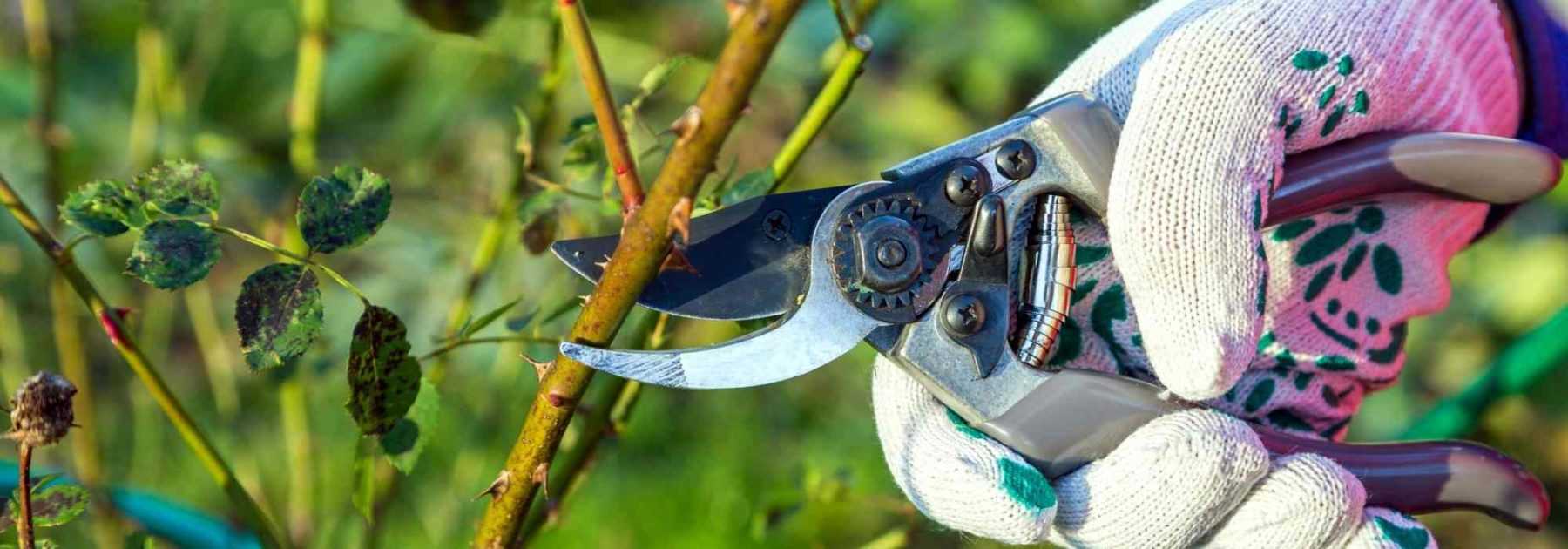 Caring for roses: the right equipment