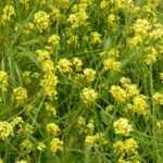 White mustard: sowing, cultivation