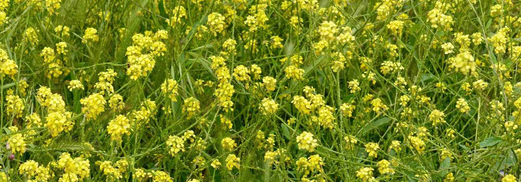 White mustard: sowing, cultivation
