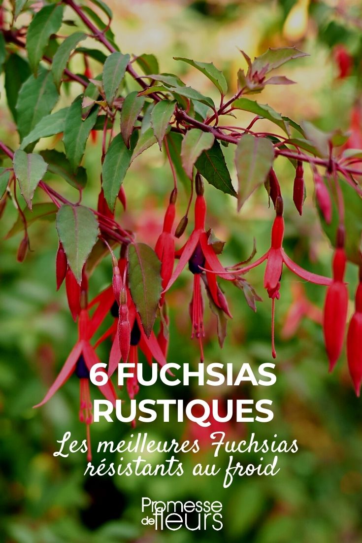 hardy fuchsias 6 Hardy Fuchsias