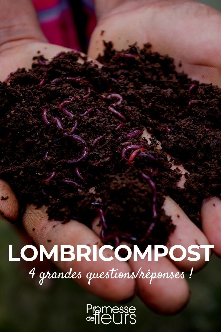 worm composting Worm Compost
