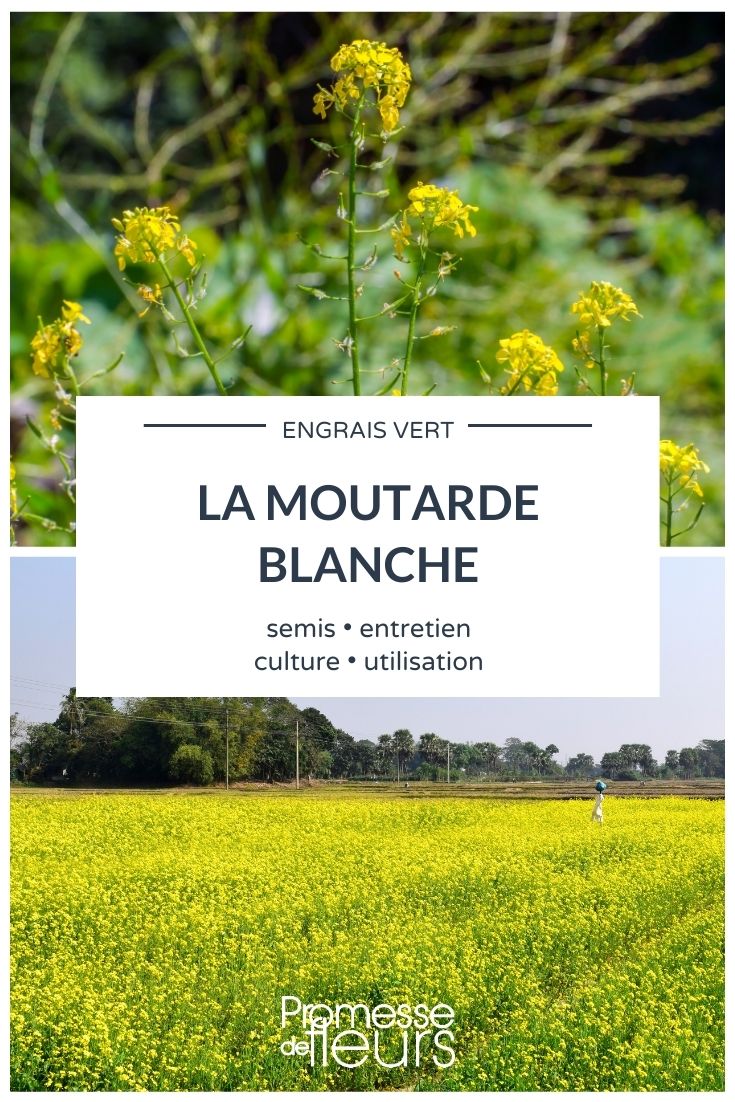 white mustard as green manure mustard young plant