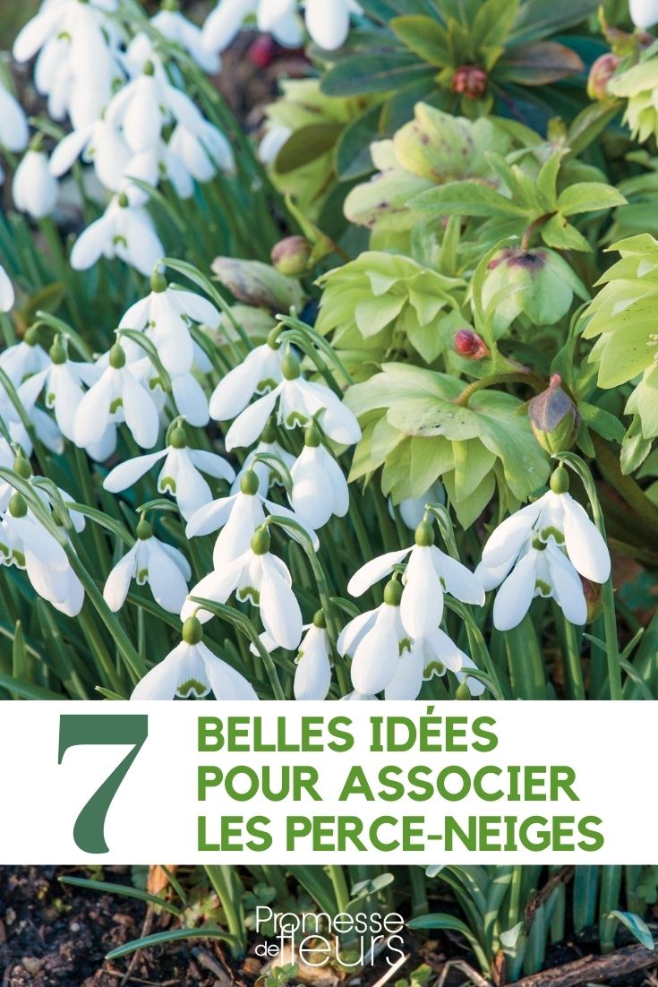 Pairing Galanthus
