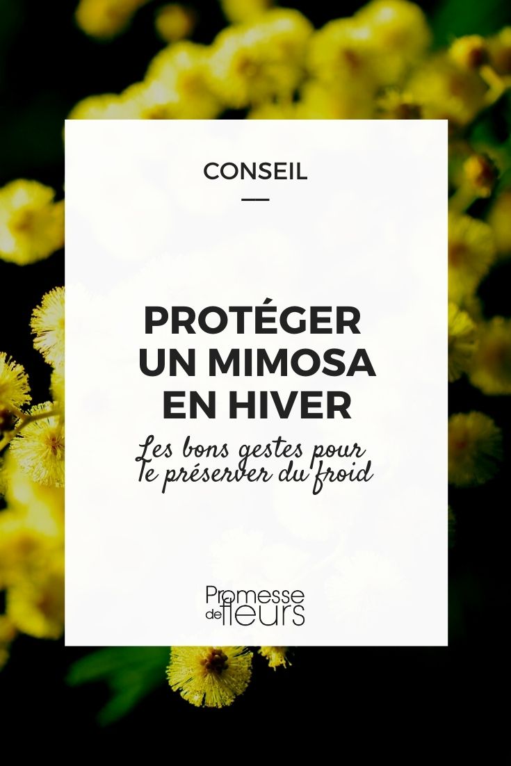 Protecting a Mimosa in Winter

Mimosas, with their delicate, fern-like leaves and fluffy, fragrant flowers, are a delightful addition to any garden. However, these charming plants, particularly those in cooler climates, require some special care during the winter months. Here’s how to ensure your Mimosa stays healthy and vibrant through the colder season.

### 1. Understand Your Mimosa's Needs

Firstly, it's important to know the specific variety of Mimosa you have, as some types are more cold-hardy than others. Generally, Mimosas are sensitive to freezing temperatures and can be damaged by prolonged exposure to cold.

### 2. Choose the Right Location

If possible, plant your Mimosa in a sheltered spot that minimizes exposure to harsh winds and frost. A south-facing wall can provide additional warmth and protection.

### 3. Mulching

Apply a generous layer of mulch around the base of your Mimosa. This will help to insulate the roots and keep the soil temperature more stable. Organic materials like bark chips or straw are excellent choices.

### 4. Use Fleece Covers

On particularly cold nights, covering your Mimosa with a horticultural fleece can provide extra protection. Ensure the fleece is secured but not too tight, allowing the plant to breathe.

### 5. Pruning

Prune your Mimosa in late winter or early spring, after the worst of the winter weather has passed but before new growth begins. This helps to remove any damaged or diseased branches and encourages healthy new growth.

### 6. Regular Checks

Throughout the winter, keep an eye on your Mimosa for signs of stress, such as discolored leaves or unusual leaf drop. Early detection of potential problems can make a significant difference in the overall health of your plant.

By following these steps, you can help your Mimosa thrive and ensure it's ready to burst into bloom come spring. Remember, a little effort during the winter can lead to a season full of beauty and fragrance.