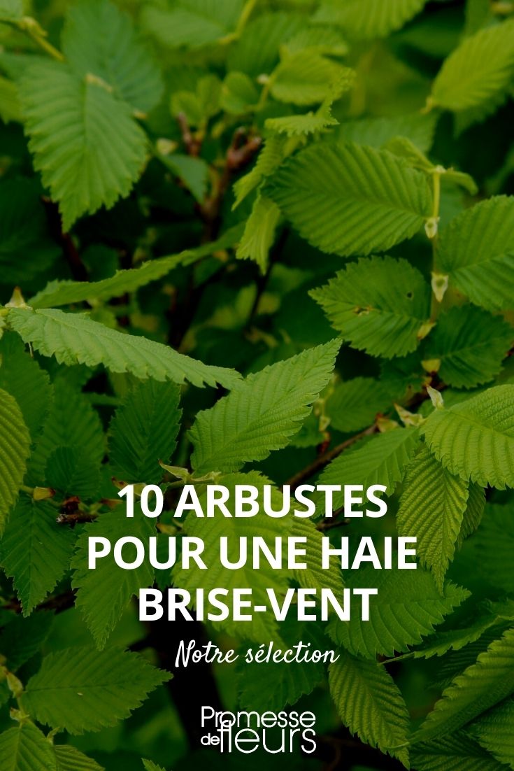10 Bushes for a Windbreak Hedge