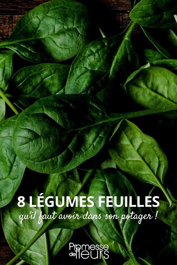 8 Leaf Vegetables 8 leaf vegetables