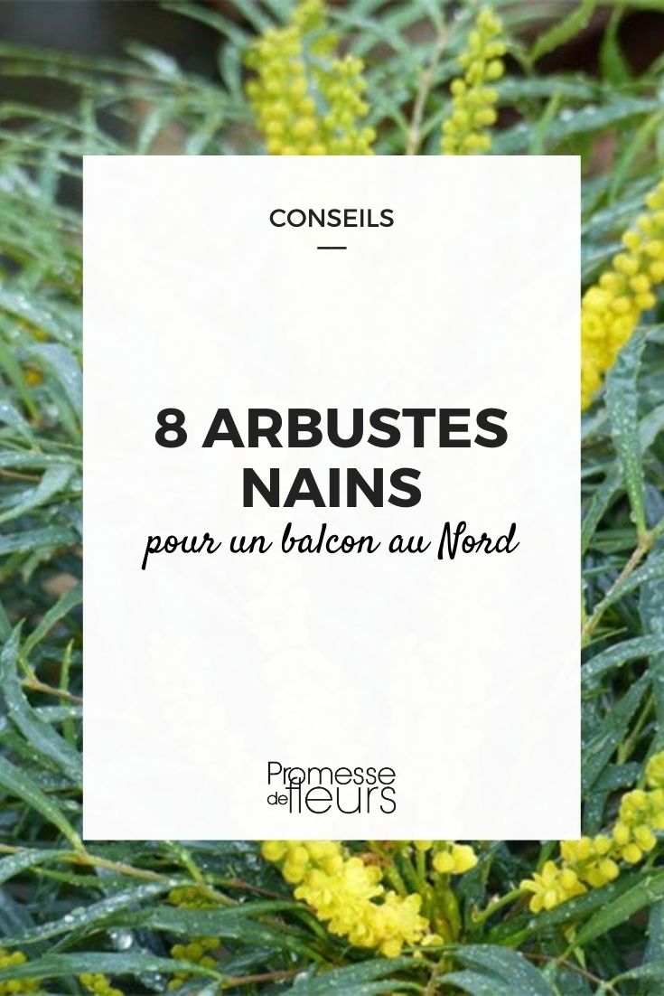 8 Dwarf Bushes for a North-Facing Balcony 8 Dwarf Bushes for North-Facing Balconies