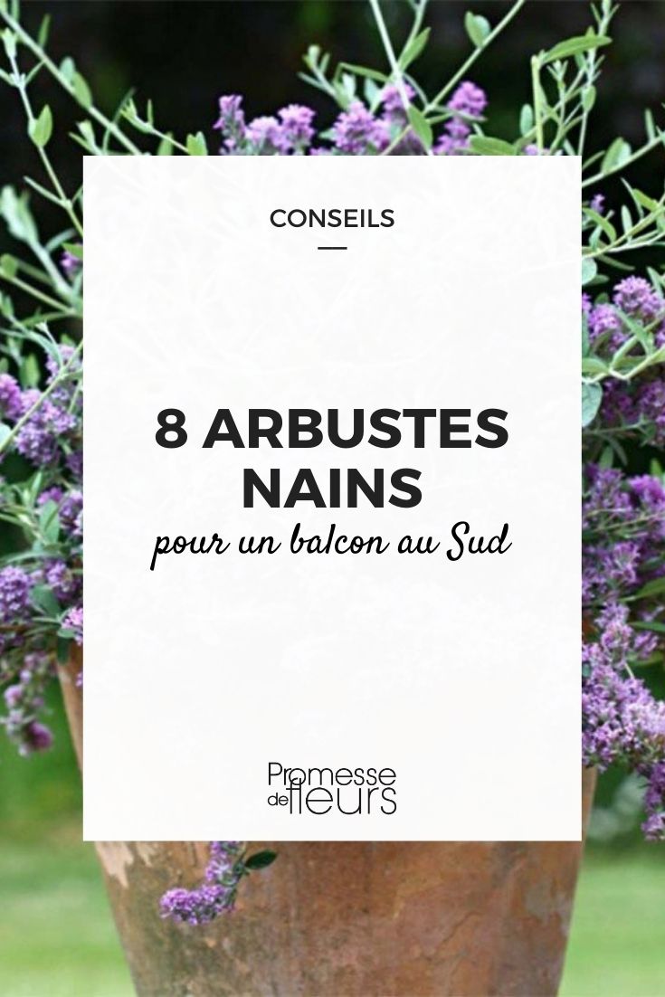 8 Dwarf Bushes for a South-Facing Balcony 8 Dwarf Bushes for a South-Facing Balcony