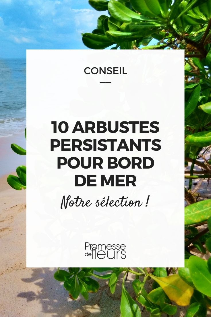 Seaside Gardens: 10 Suitable Evergreen Bushes