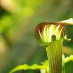 Arisaema: planting, growing, and caring for