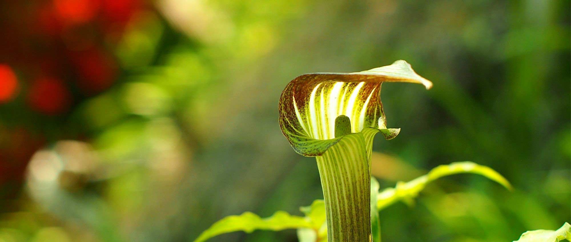 Arisaema: planting, growing, and caring for