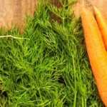 How to grow early vegetables