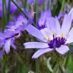 Catananche, Cupidone: planting, cultivation, care