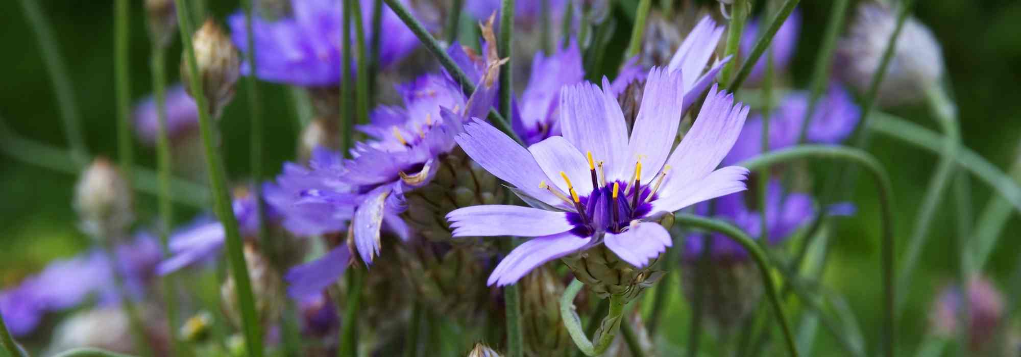 Catananche, Cupidone: planting, cultivation, care