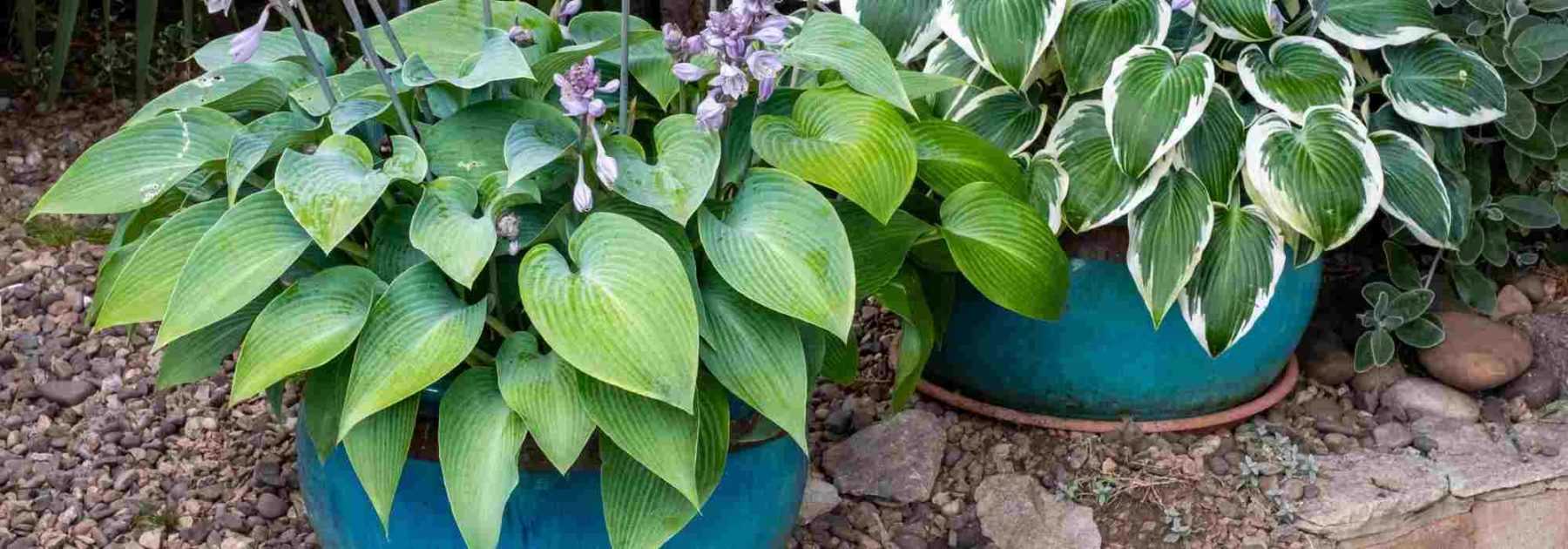 To grow hostas in pots