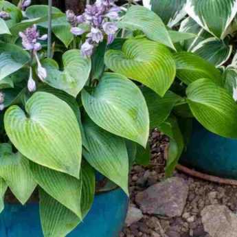 To grow hostas in pots