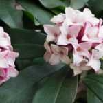 Choosing your <em>Daphne</em>: buying guide