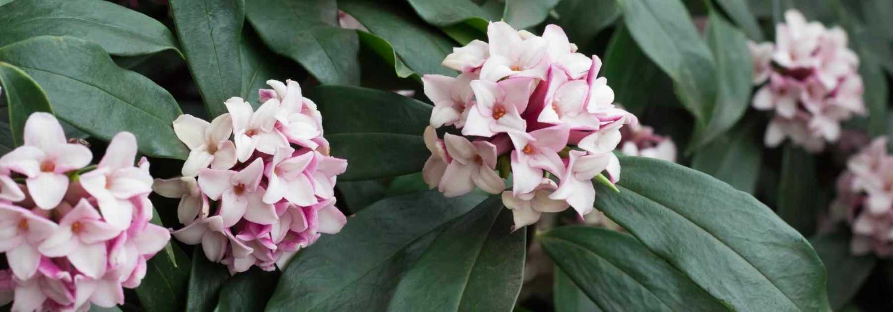 Choosing your <em>Daphne</em>: buying guide