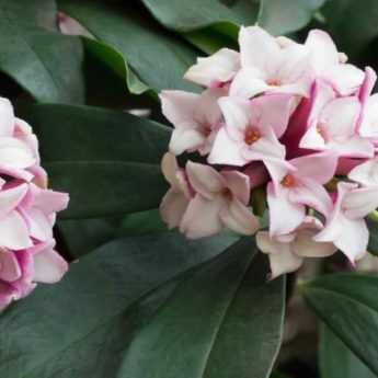 Choosing your <em>Daphne</em>: buying guide