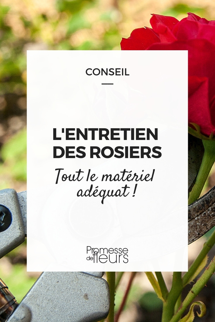 Rose-Care-Equipment What Equipment is Needed for Maintaining and Pruning Roses?
