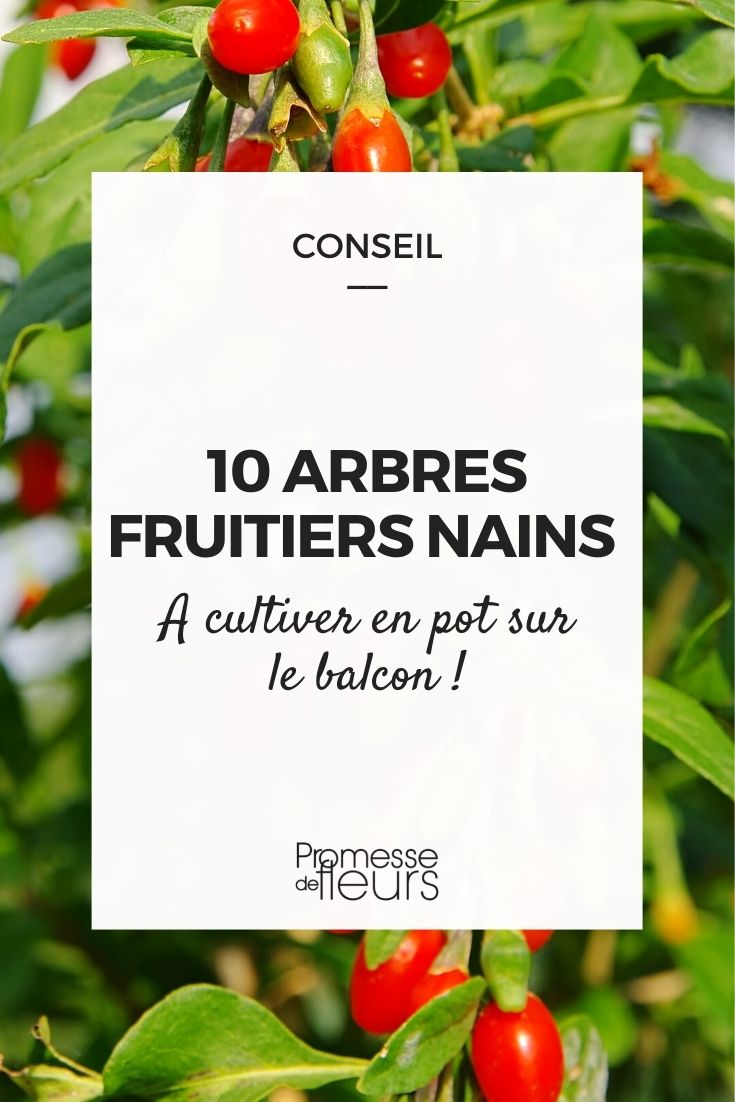 Dwarf Fruit Trees to Grow in Pots