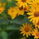 Heliopsis, Heliopsis: planting, cultivation, and care