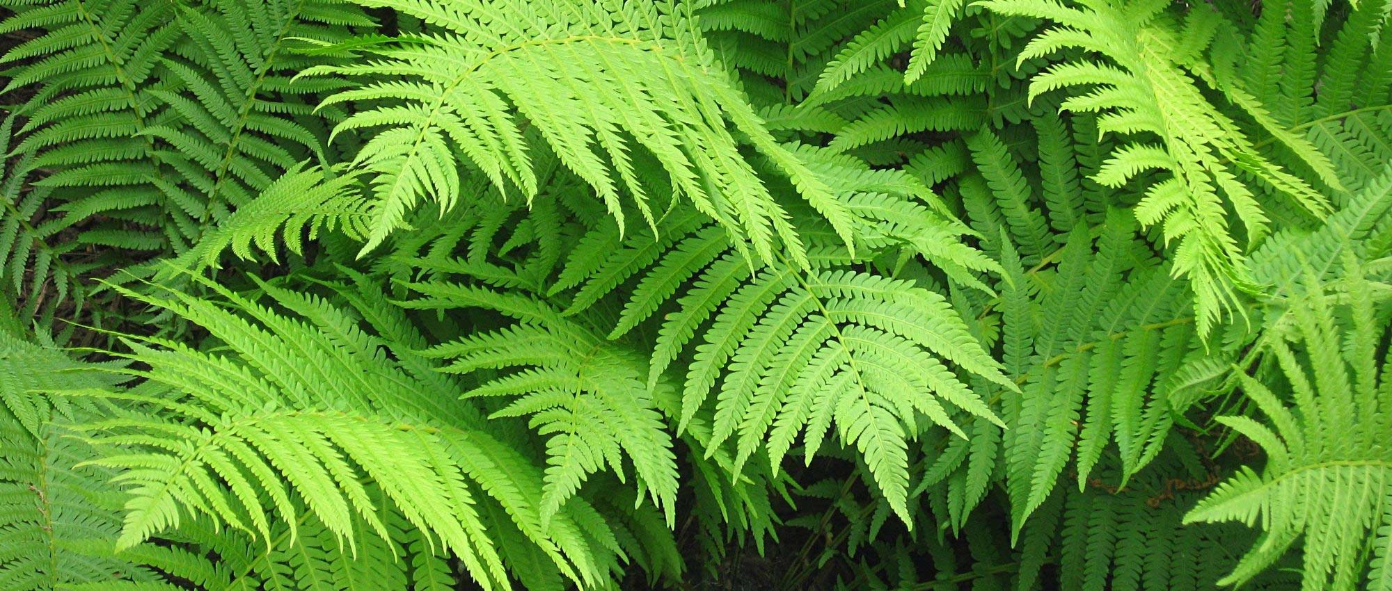 Matteuccia: planting, growing, and maintaining